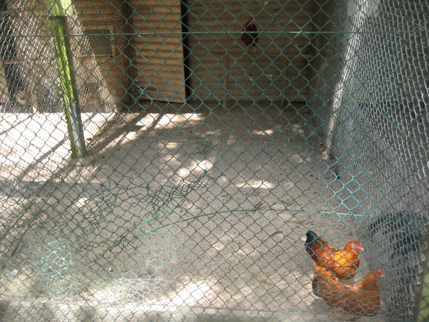 Vinderup Anlæg - Chicken aviary #2