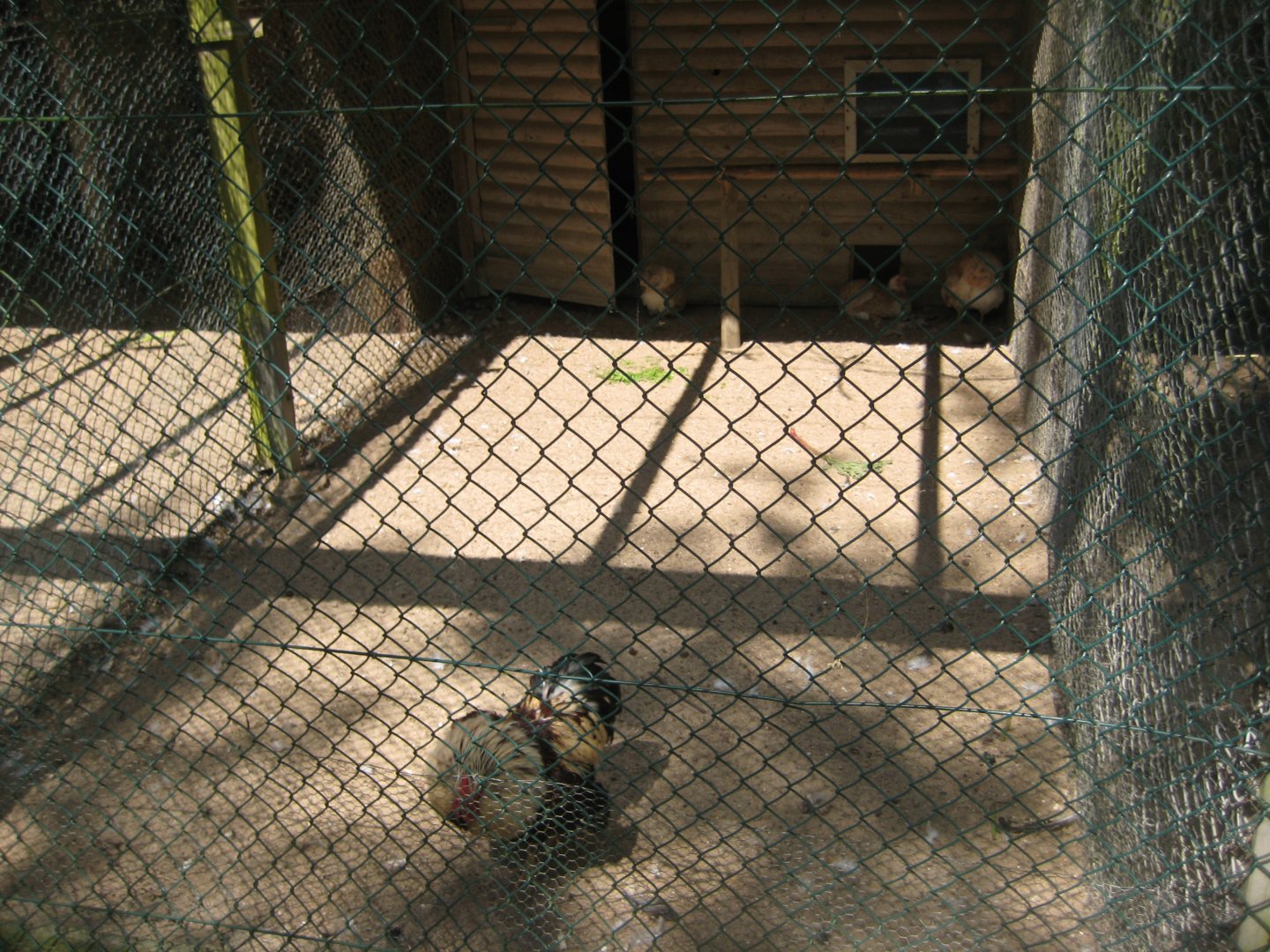 Vinderup Anlæg - Chicken aviary #3