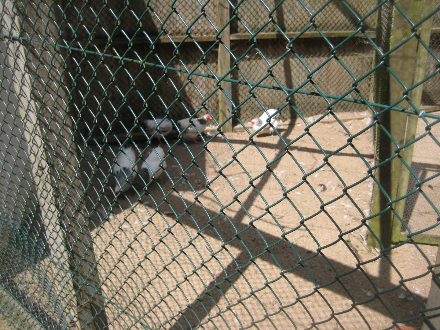 Vinderup Anlæg - Chicken aviary #4