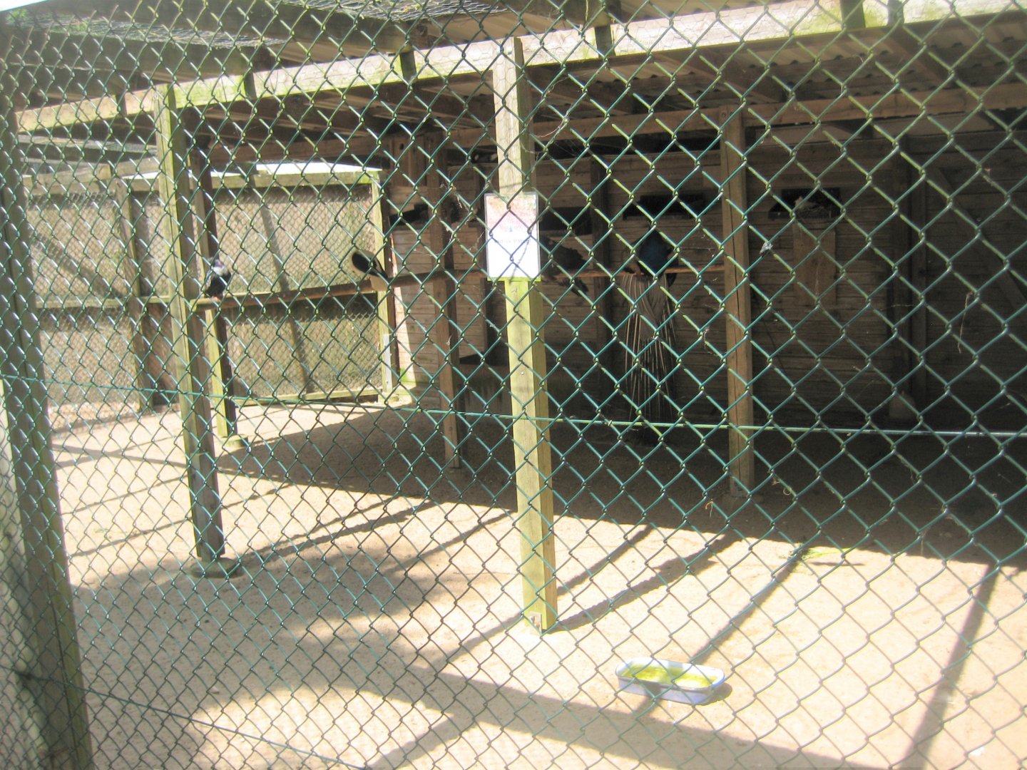 Vinderup Anlæg - Peafowl aviary
