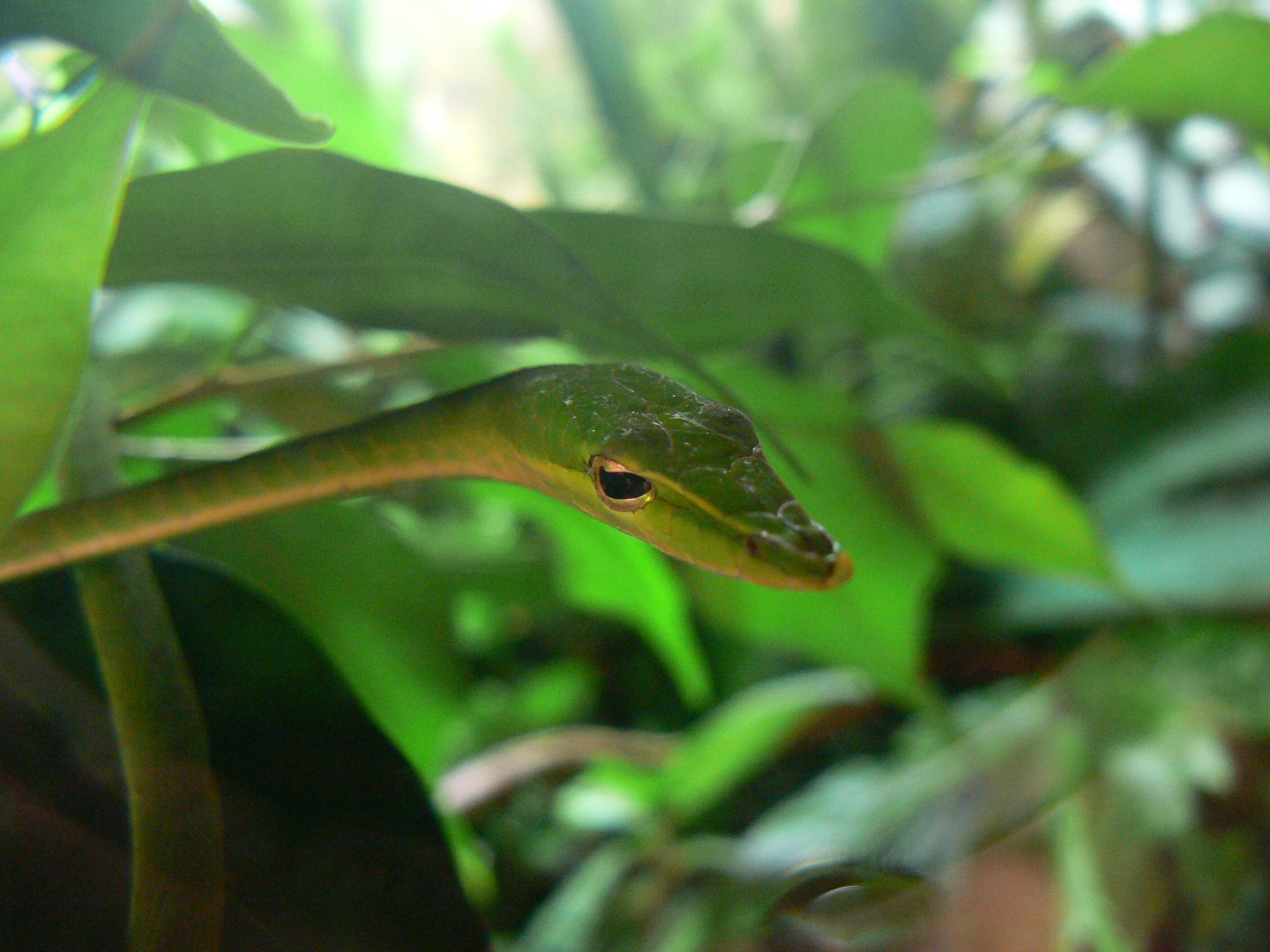Vine Snake - 11 July 2018