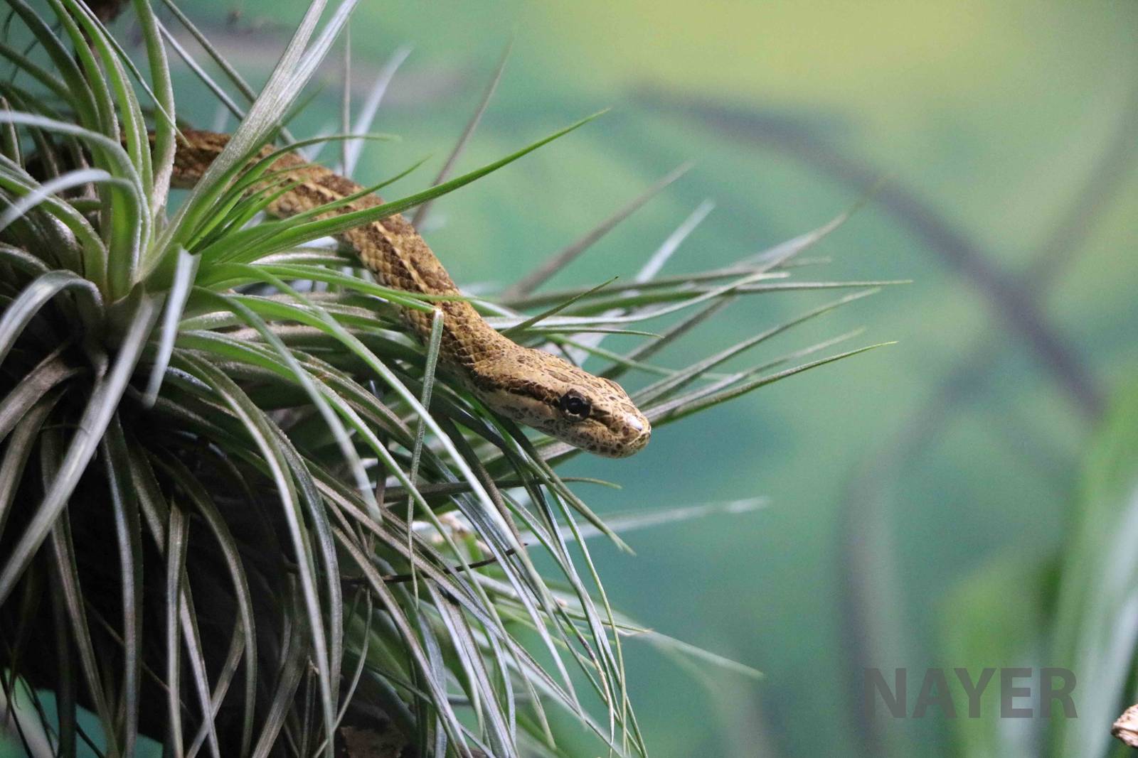 Vine snake - Instituto Butantan, 2016