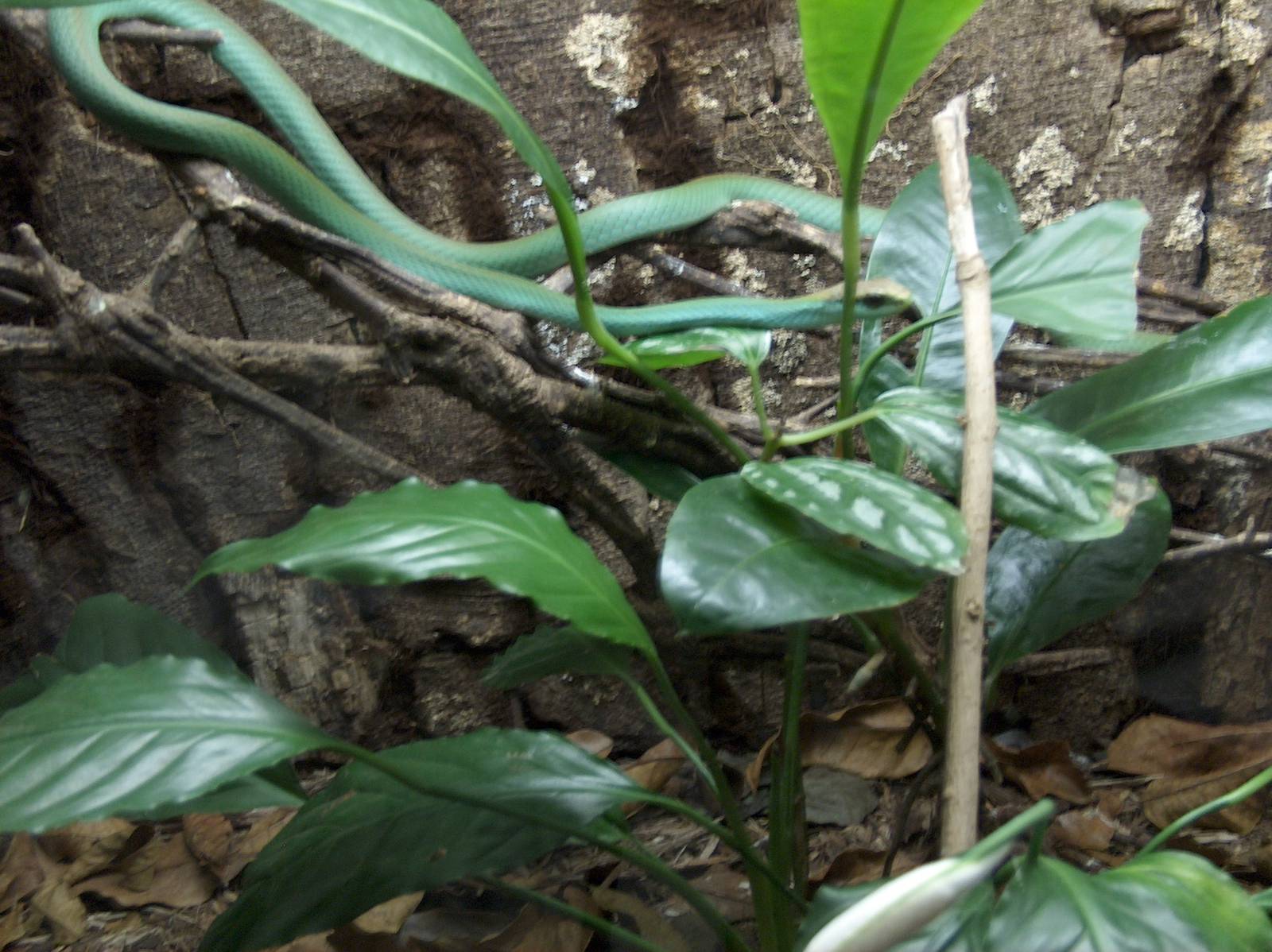 vine snake sao paulo zoo