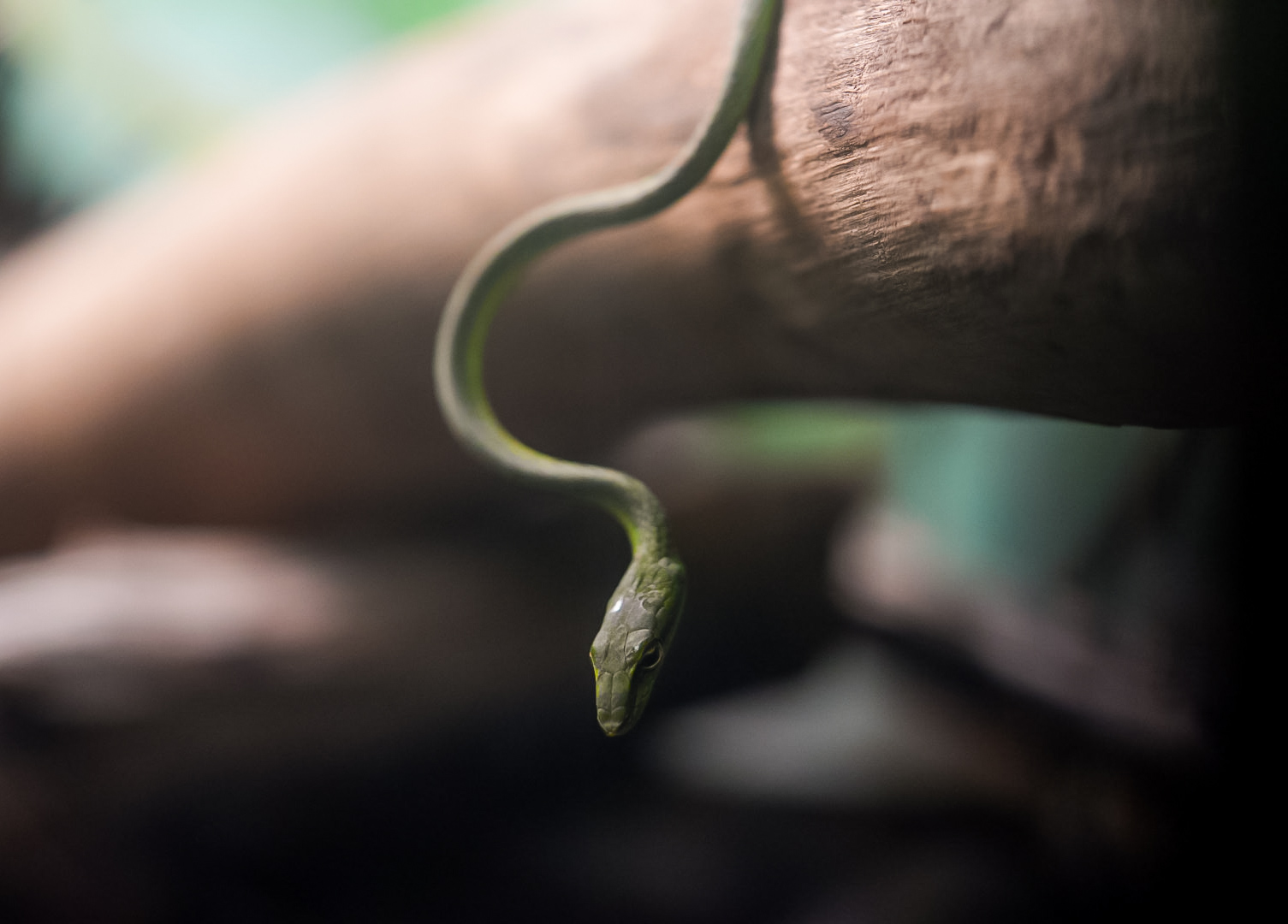 Vine Snake species(?)