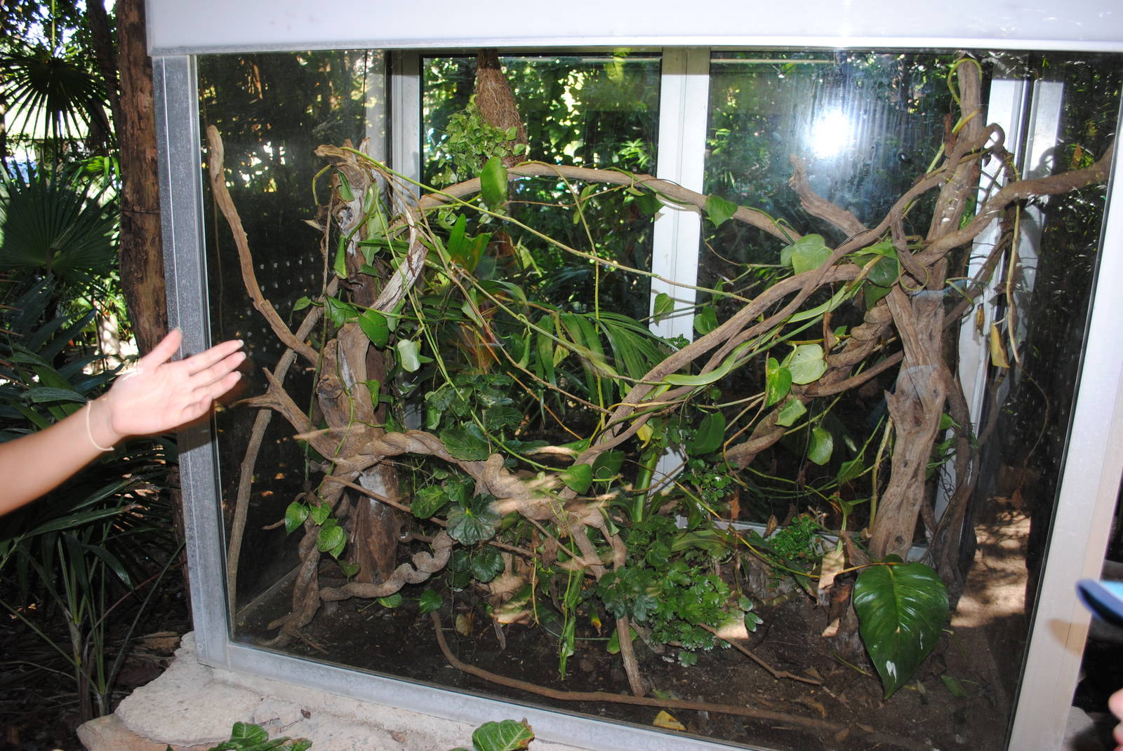 Vine Snake terrarium