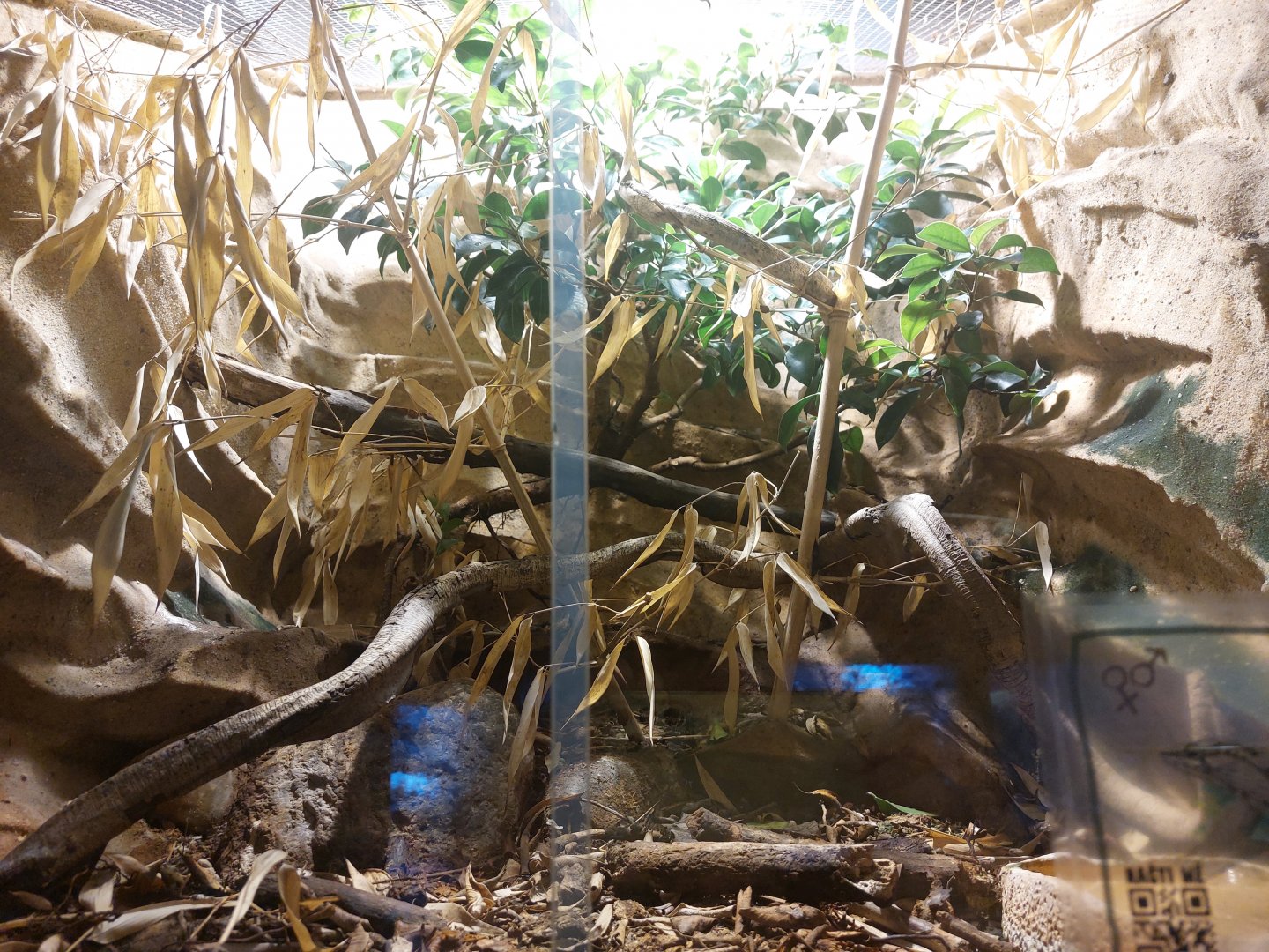 Vine snake terrarium