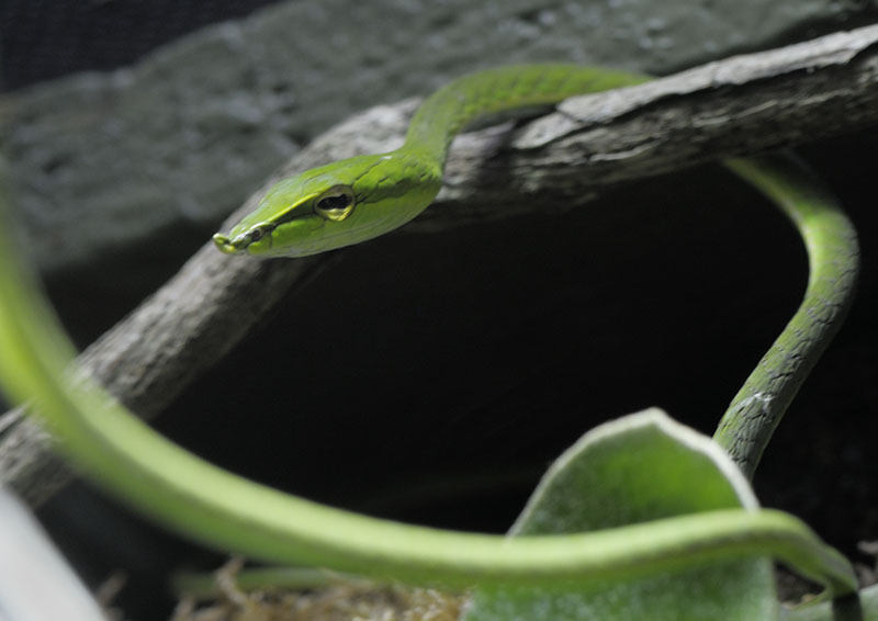 Vine snake