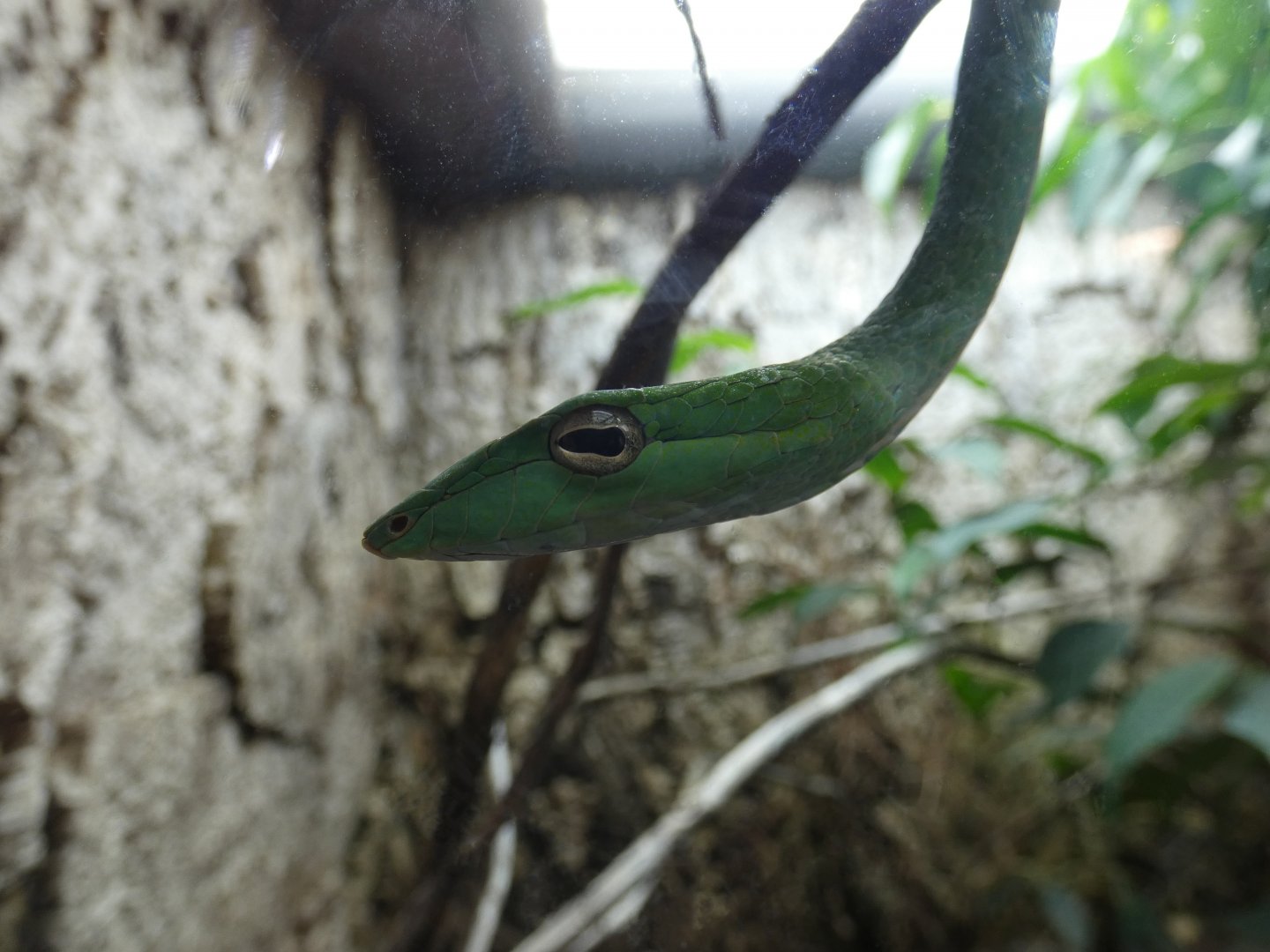 Vine snake
