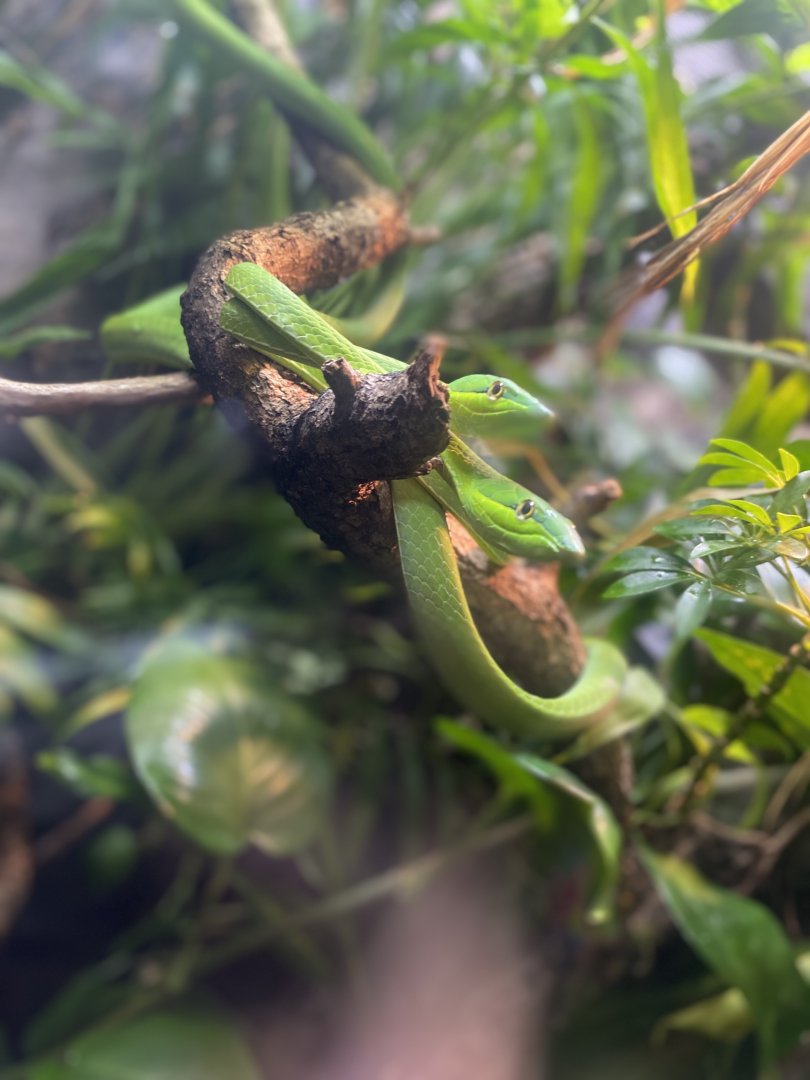 Vine Snakes - Bronx Zoo
