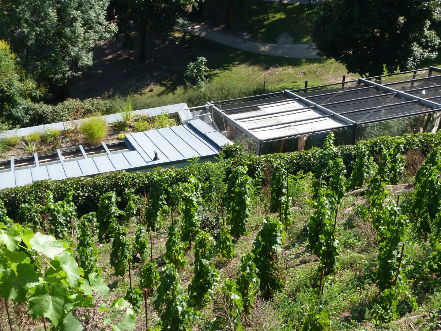 Vineyard on top of "Rakos' House" -Zoo Praha (2025)