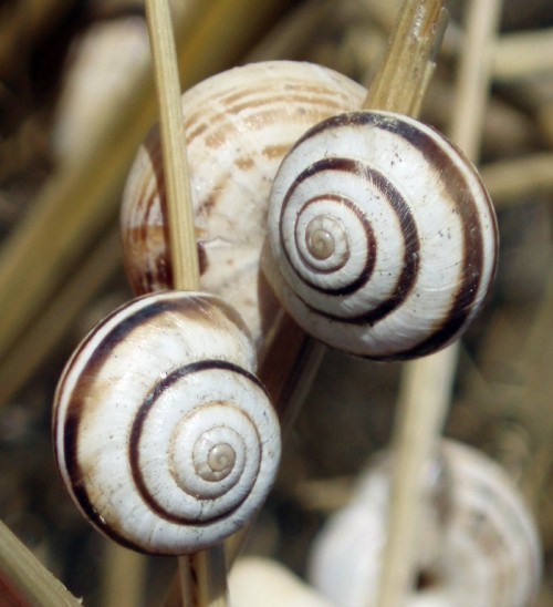 Vineyard Snail (Cernuella virgata)