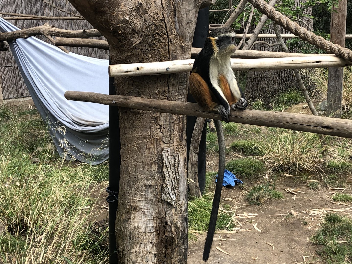 Vinnie, 9-month-old Wolf's guenon