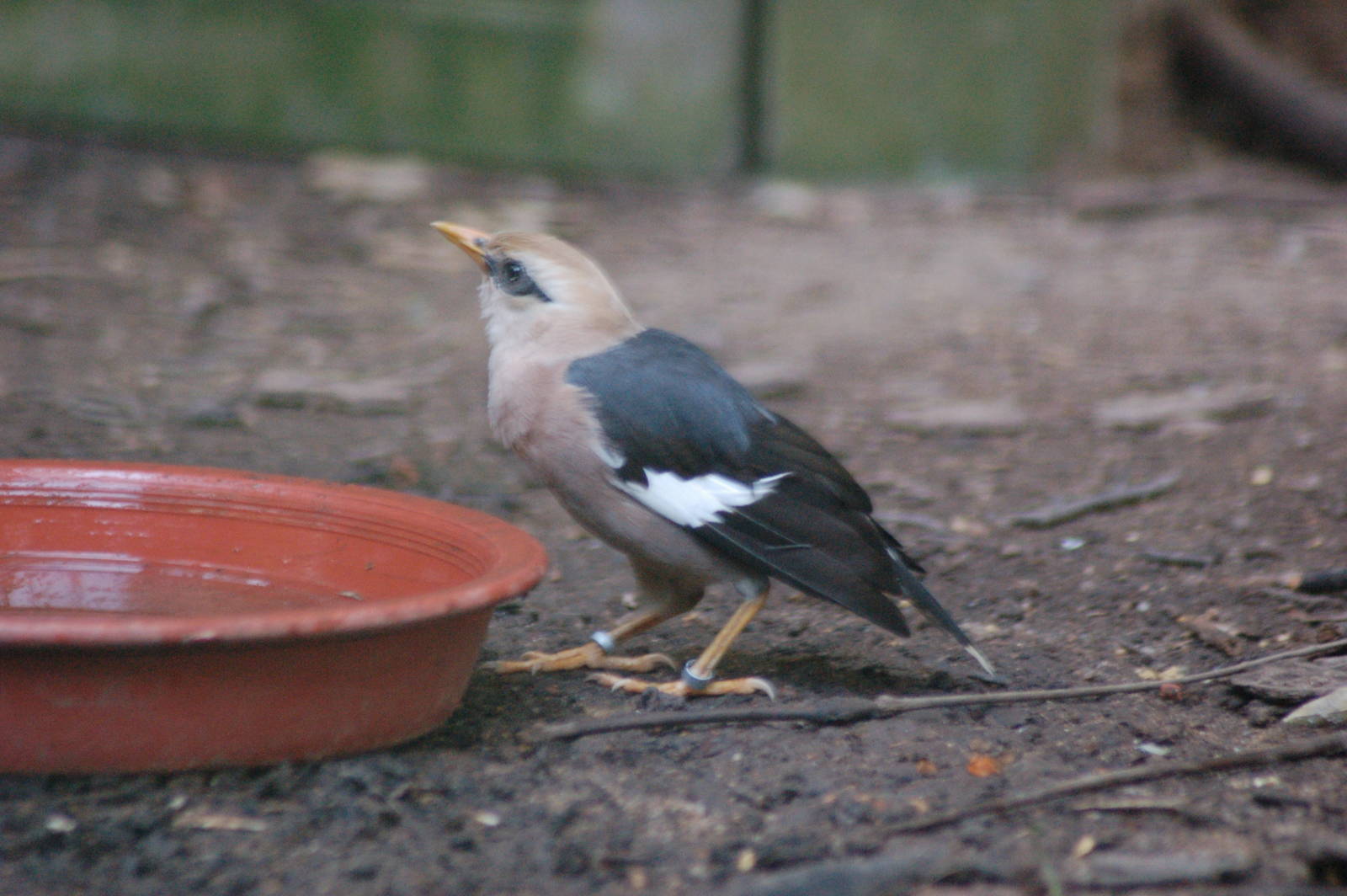 Vinous breasted starling