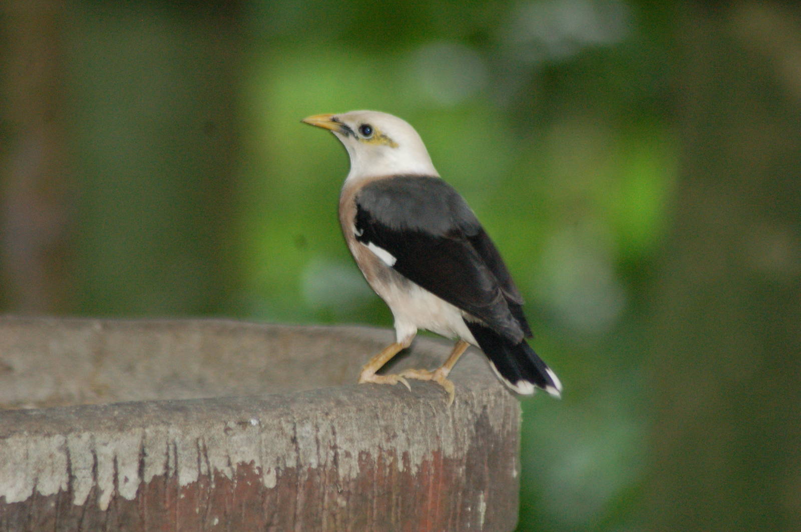 Vinous breasted starling