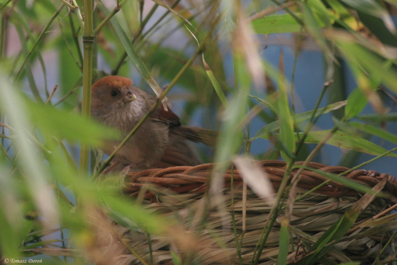 Vinous-throated Parrotbill (Paradoxornis webbianus) April 2009