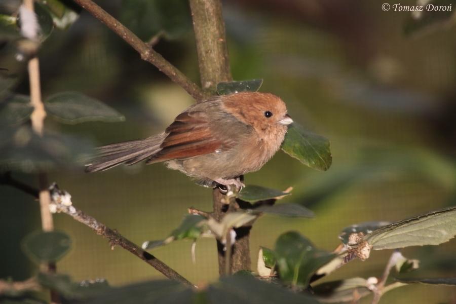 Vinous-throated Parrotbill (Paradoxornis webbianus)