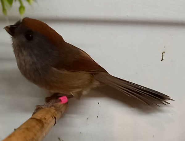 Vinous-throated parrotbill - Paradoxornis webbianus