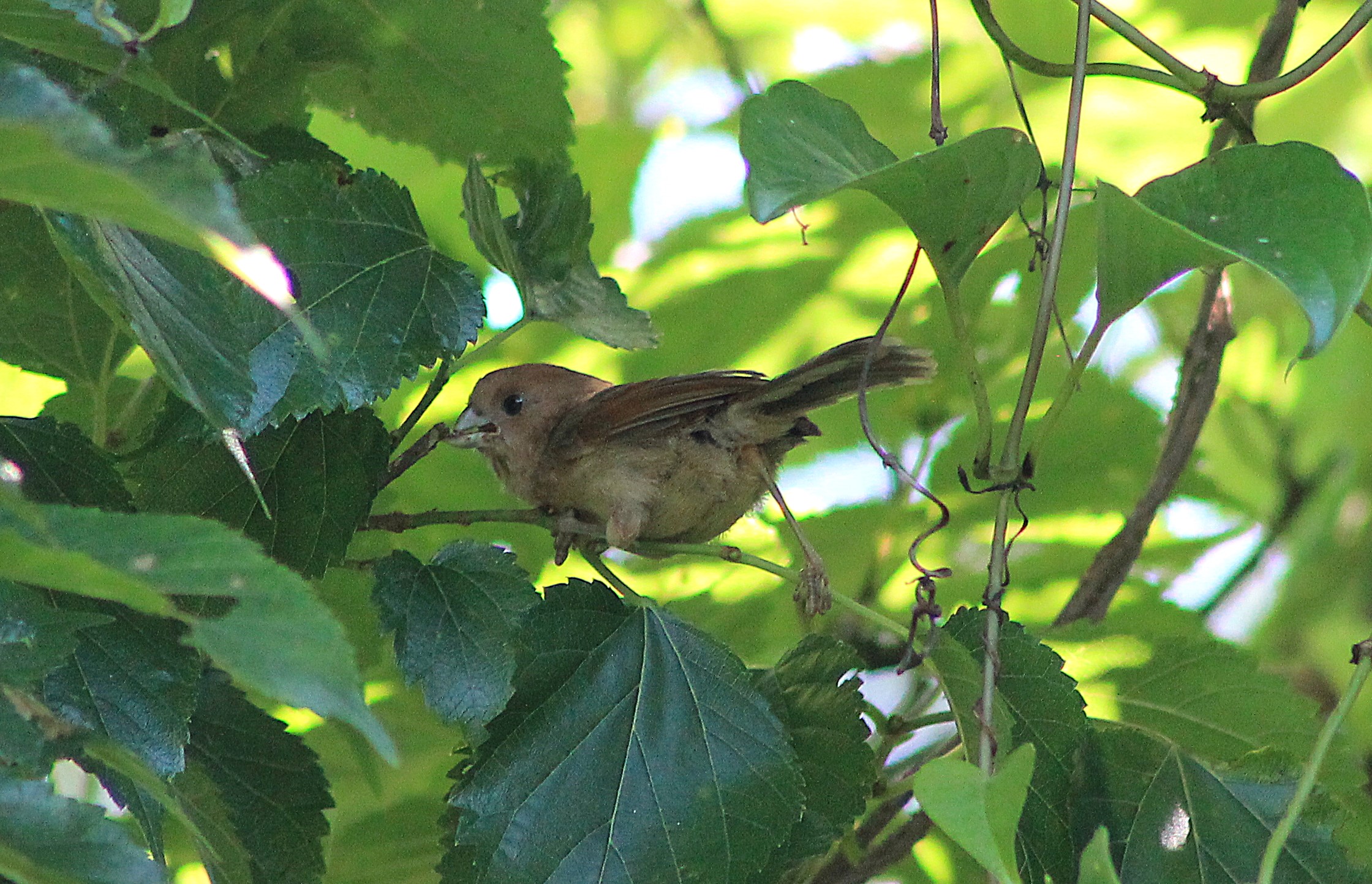 Vinous-throated Parrotbill (Suthora webbiana)