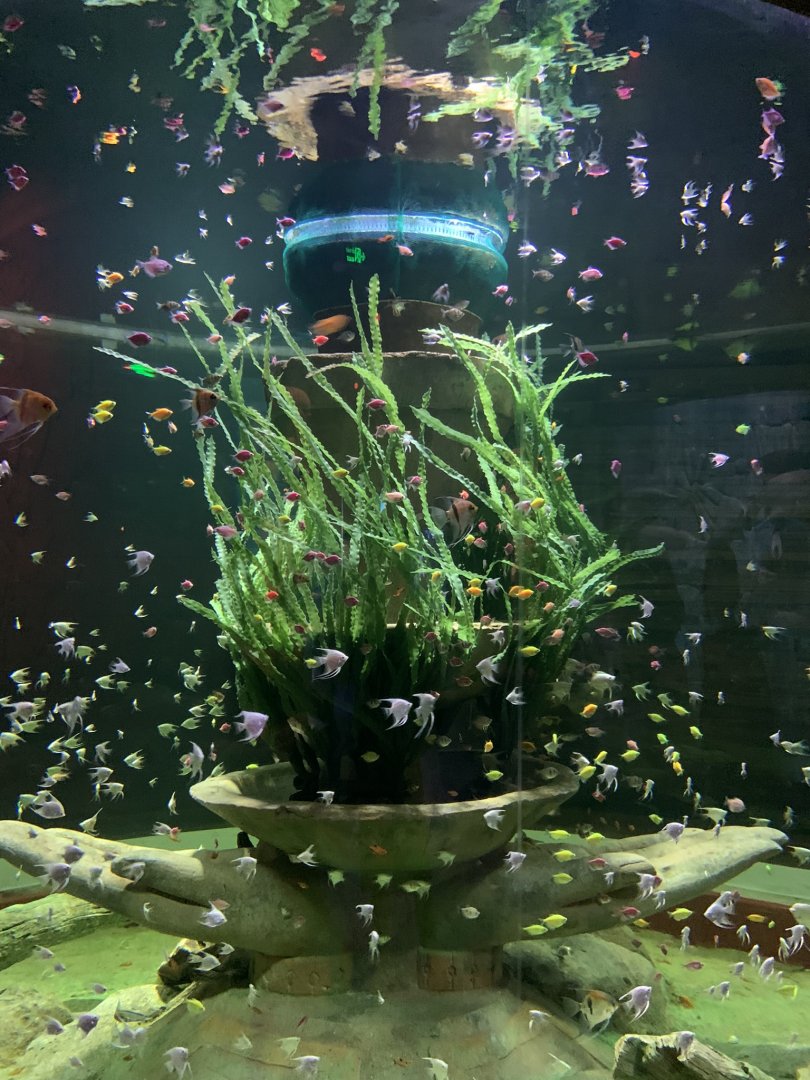 Vinpearl Land Phu Quoc Freshwater Angelfish and Colored Tetra tank