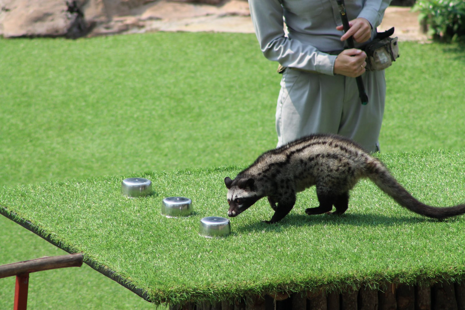 Vinpearl Safari animal show, March 2017