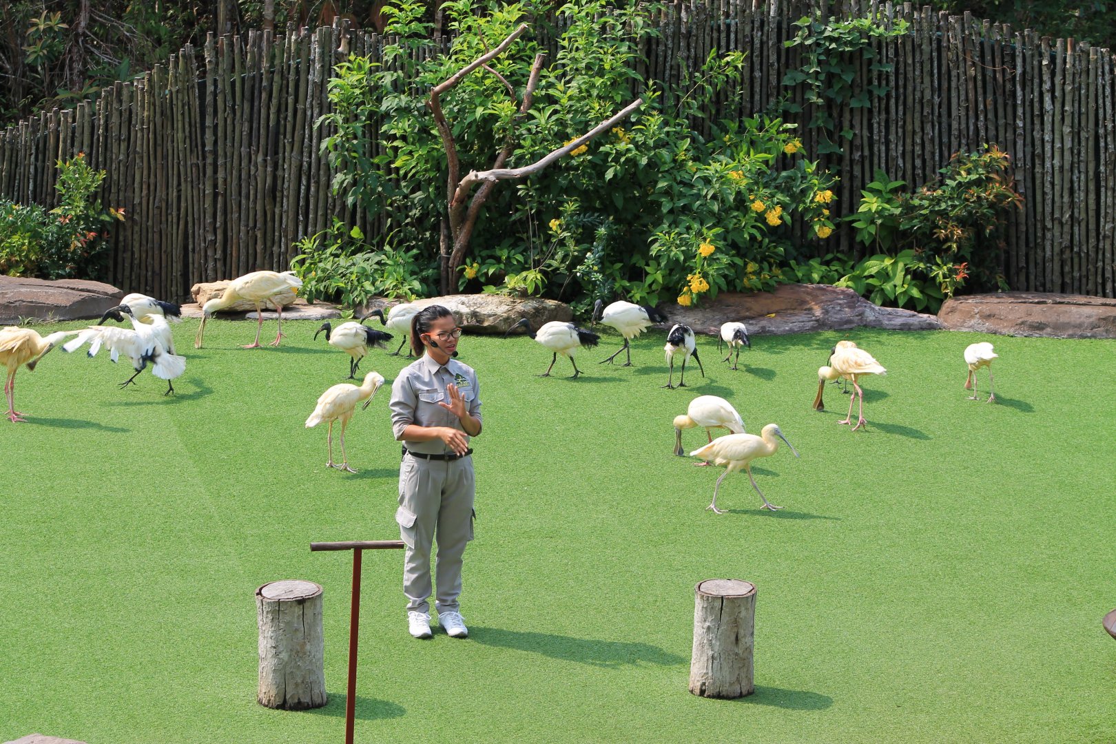 Vinpearl Safari animal show