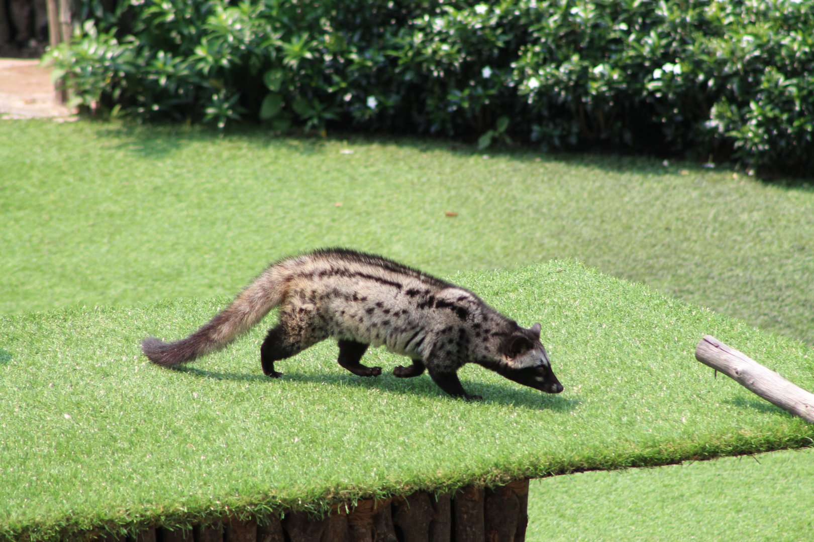 Vinpearl Safari animal show