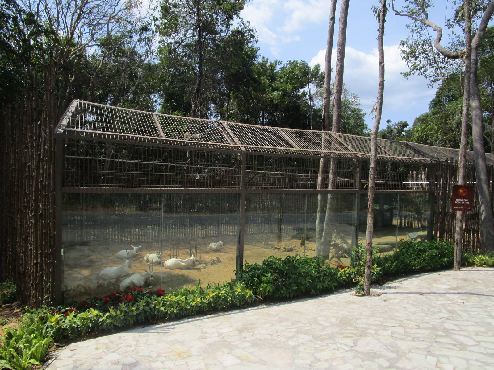 Vinpearl Safari - Arabian Oryx Enclosure