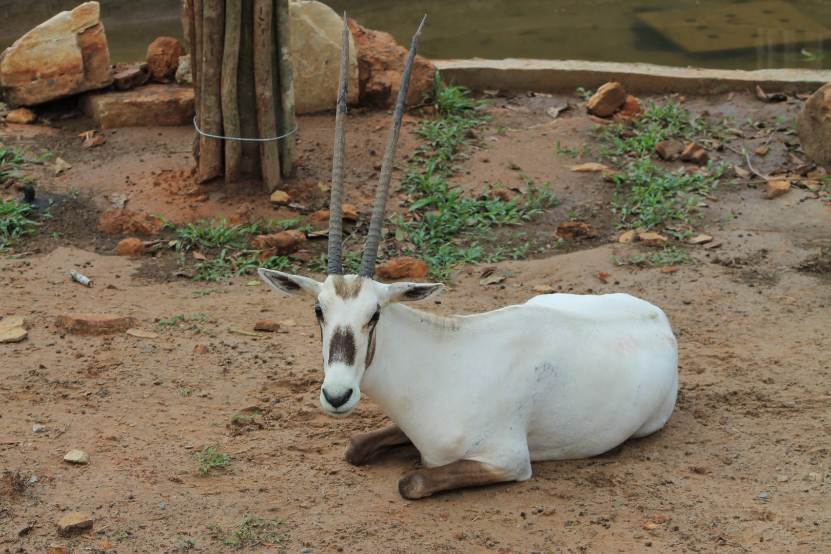 Vinpearl Safari - Arabian Oryx