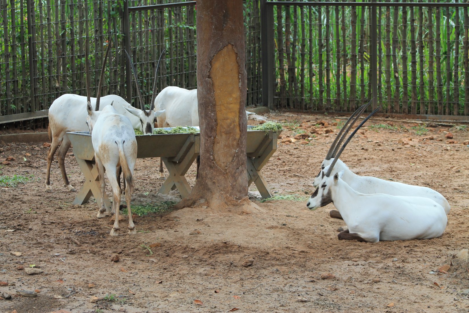 Vinpearl Safari - Arabian Oryx