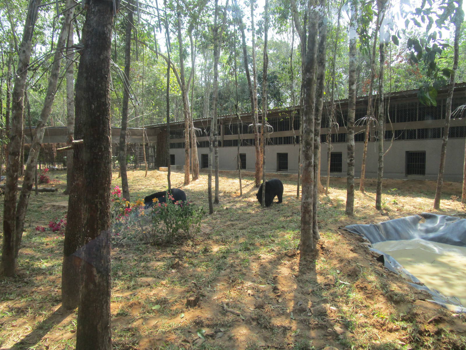 Vinpearl Safari - Asian Black Bear Enclosure