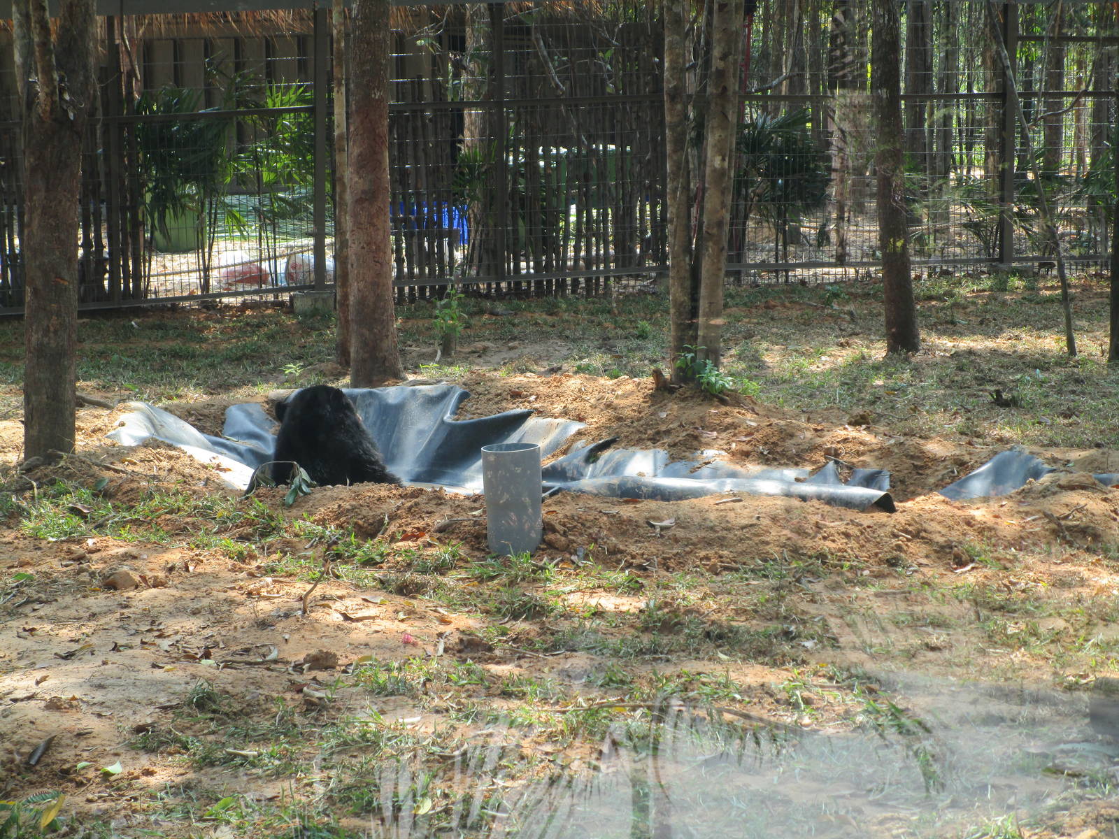 Vinpearl Safari - Asian Black Bear