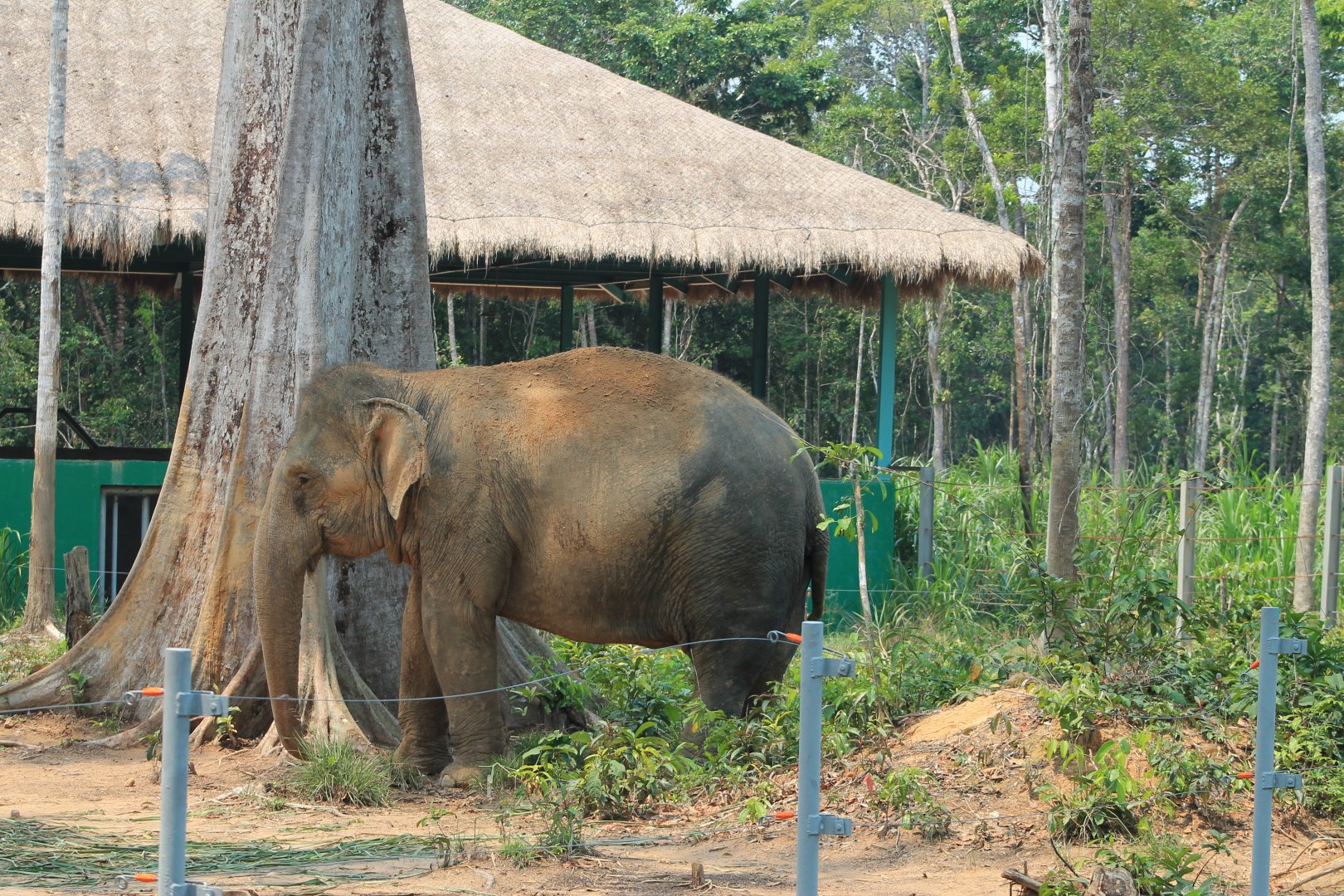 Vinpearl Safari - Asian Elephant