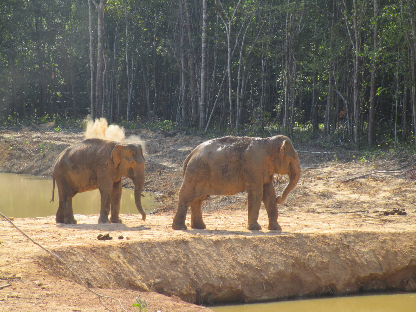 Vinpearl Safari - Asian Elephants
