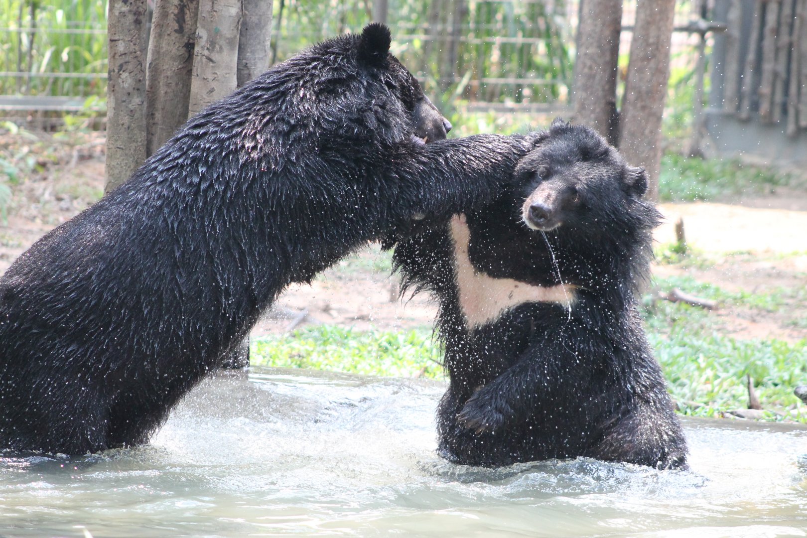 Vinpearl Safari - Asiatic Black Bears