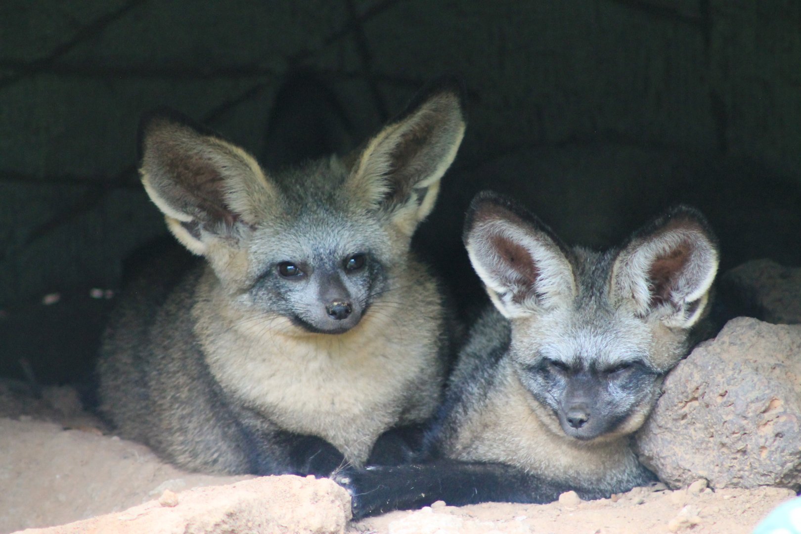 Vinpearl Safari - Bat-eared Fox