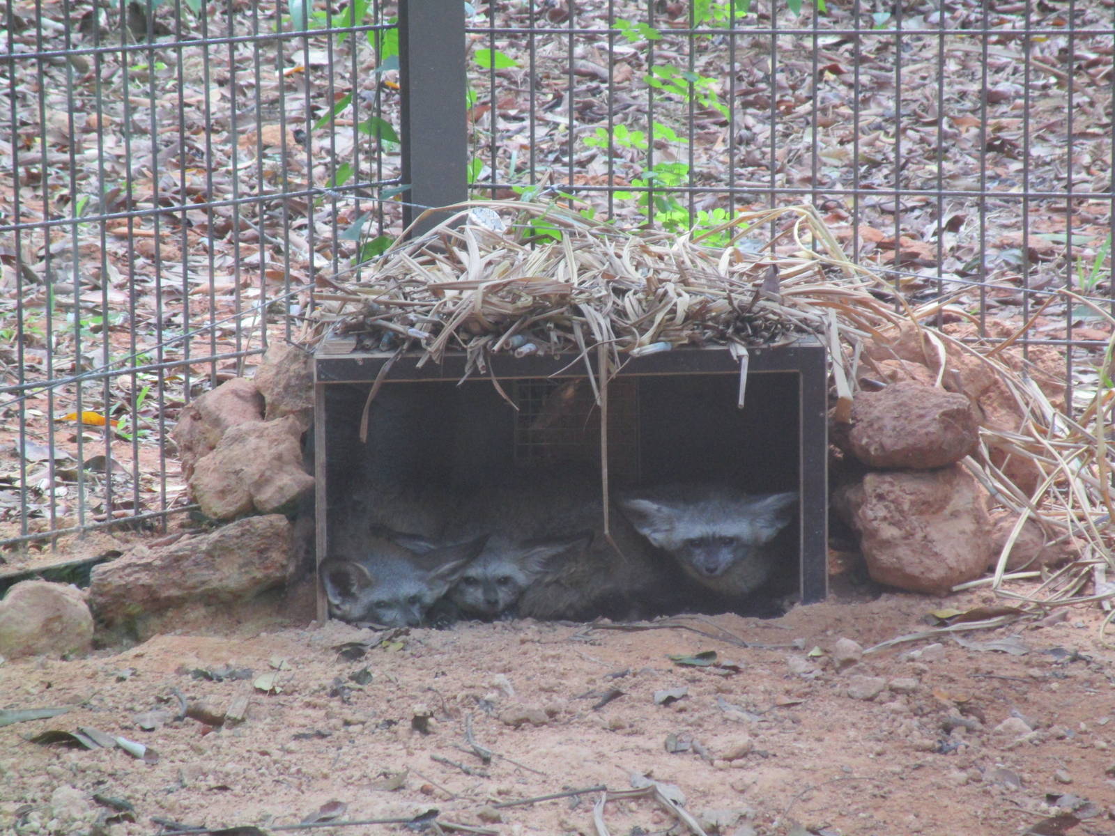 Vinpearl Safari - Bat-eared Foxes