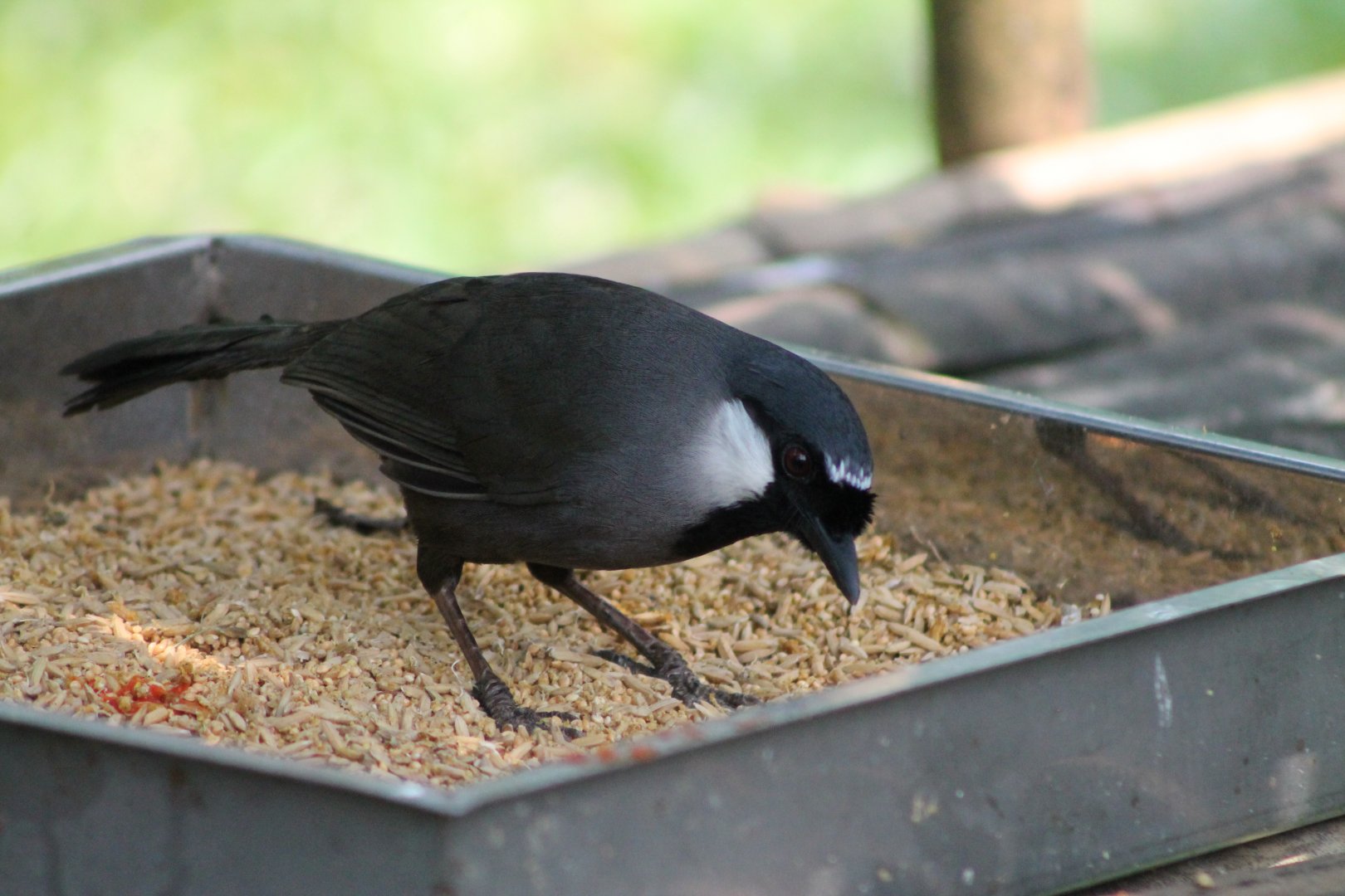 Vinpearl Safari - Black-throated Laughing Thrush