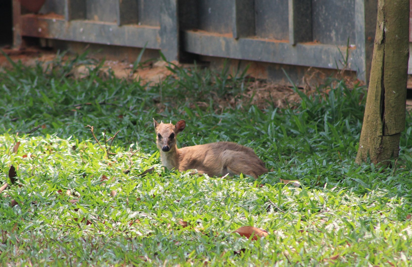 Vinpearl Safari - Blue Duiker