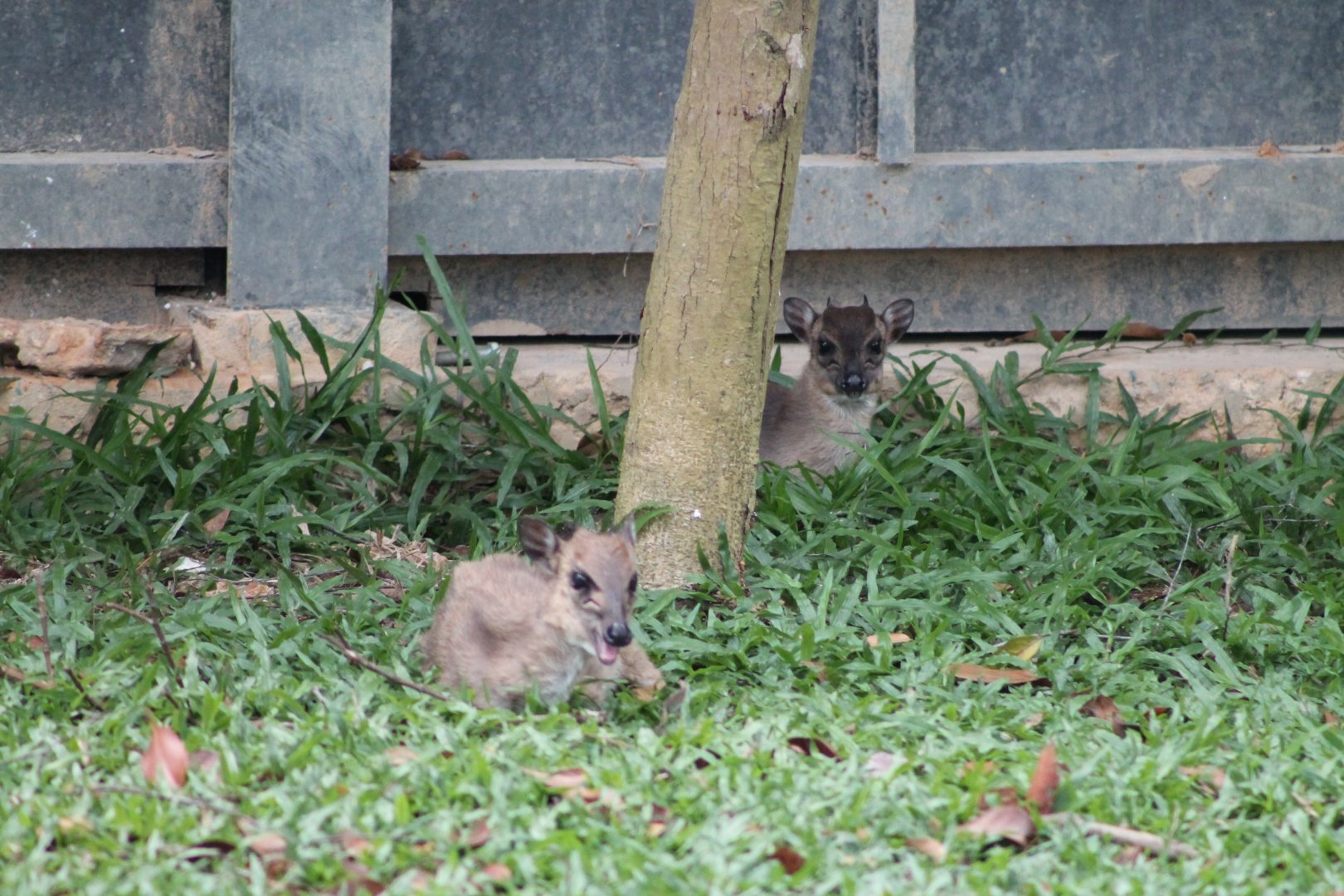 Vinpearl Safari - Blue Duikers