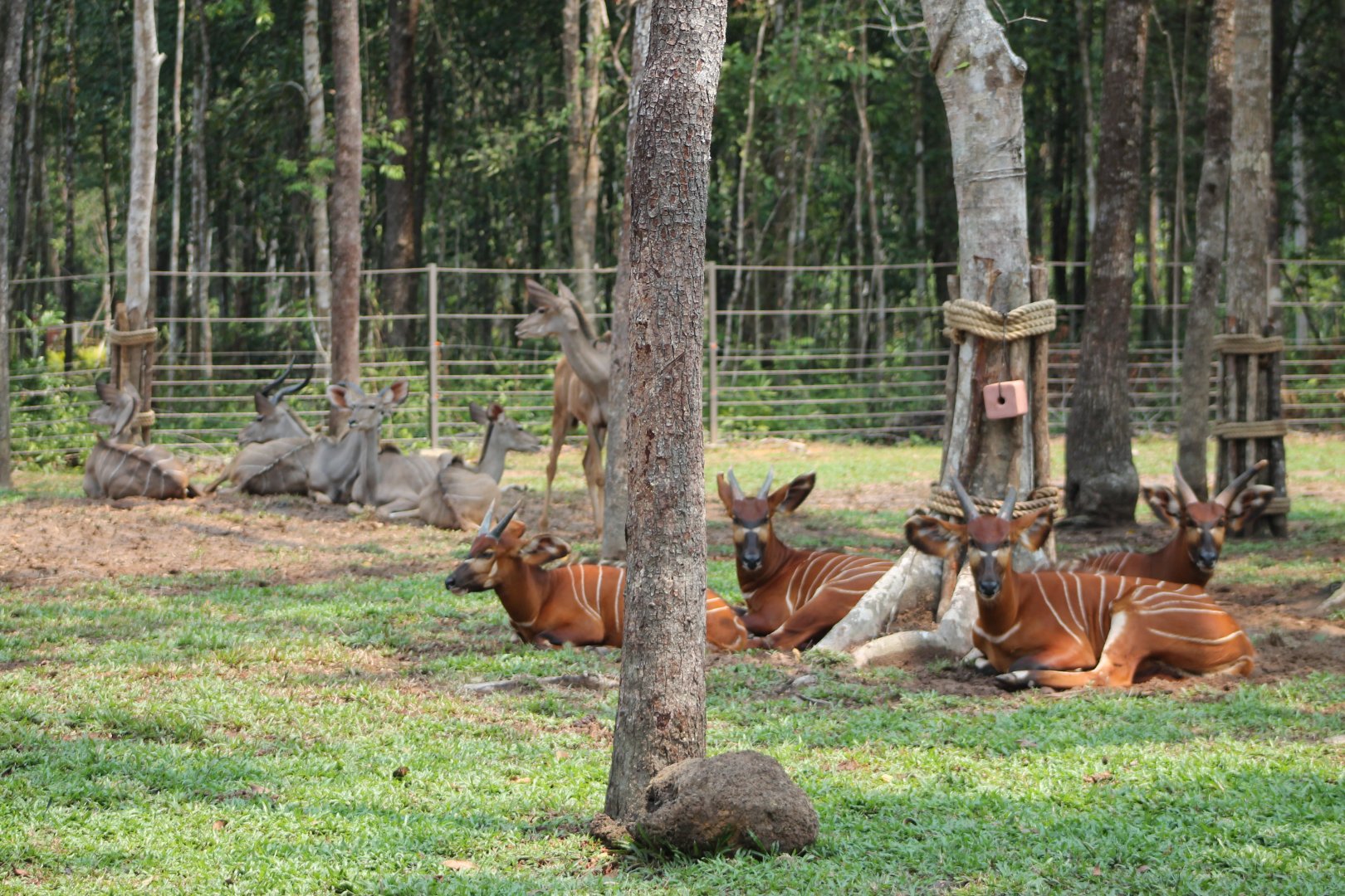 Vinpearl Safari - Bongo and Greater Kudu
