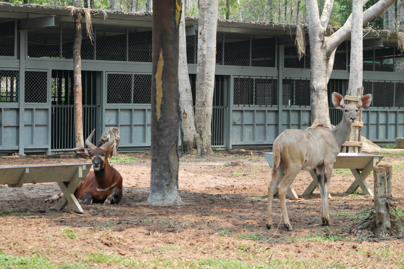 Vinpearl Safari - Bongo and Greater Kudu