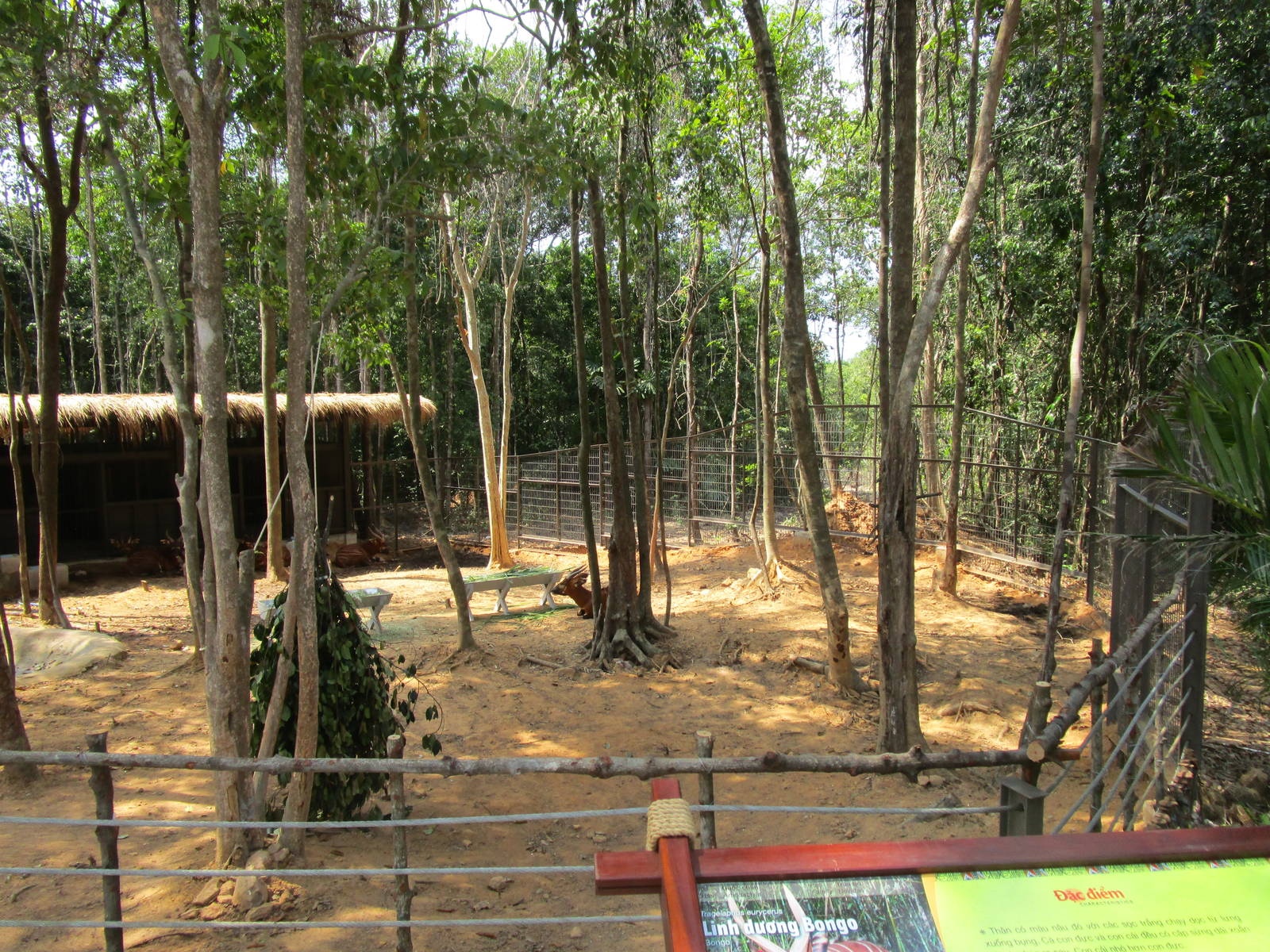 Vinpearl Safari - Bongo Enclosure