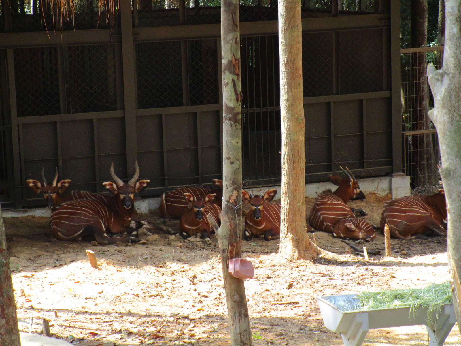 Vinpearl Safari - Bongo