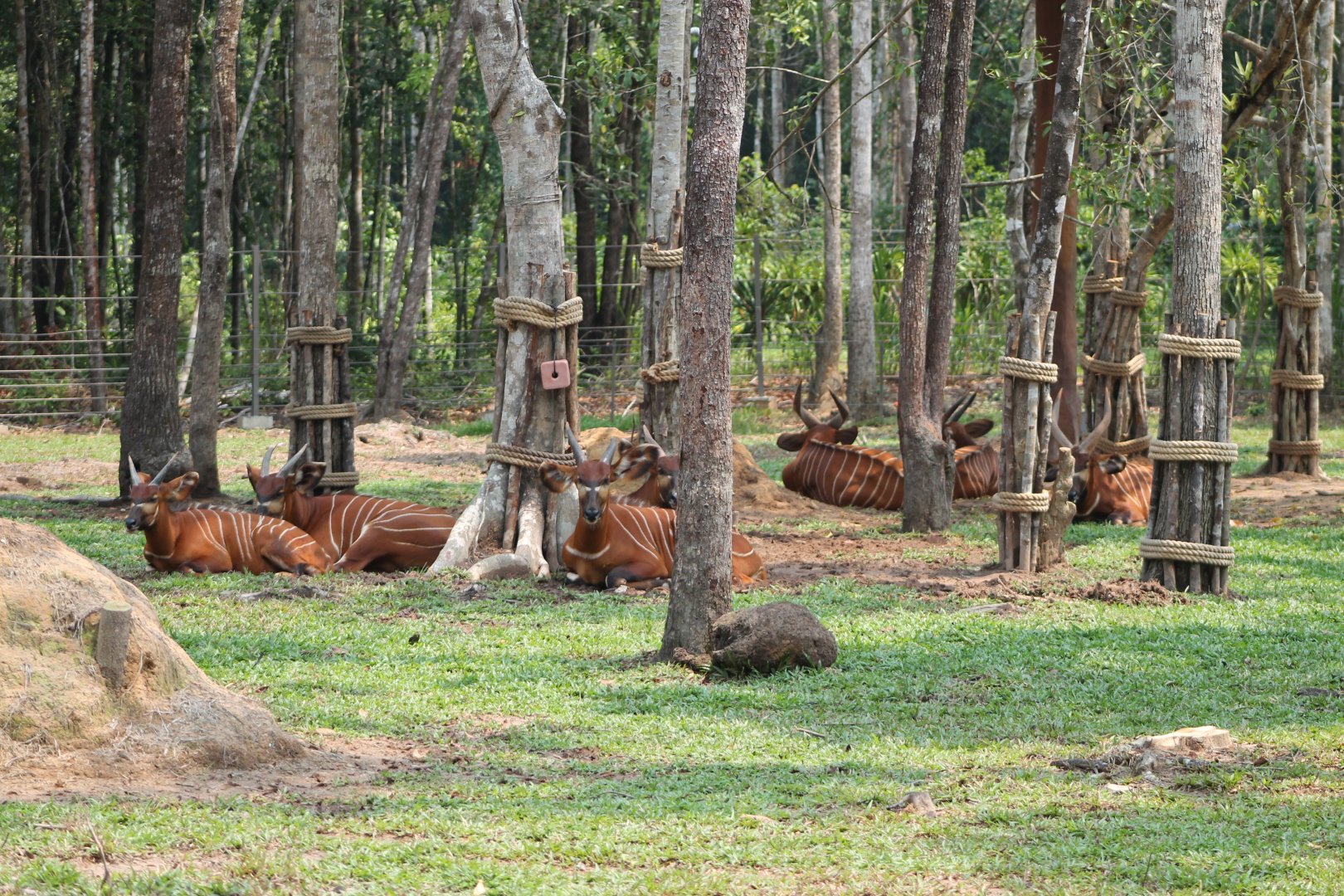 Vinpearl Safari - Bongo