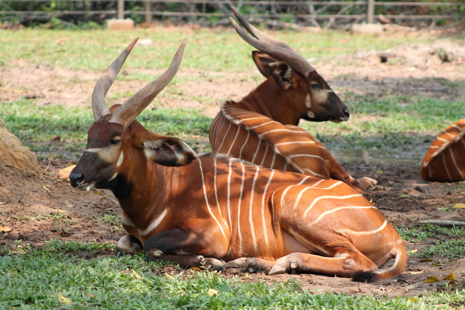 Vinpearl Safari - Bongo