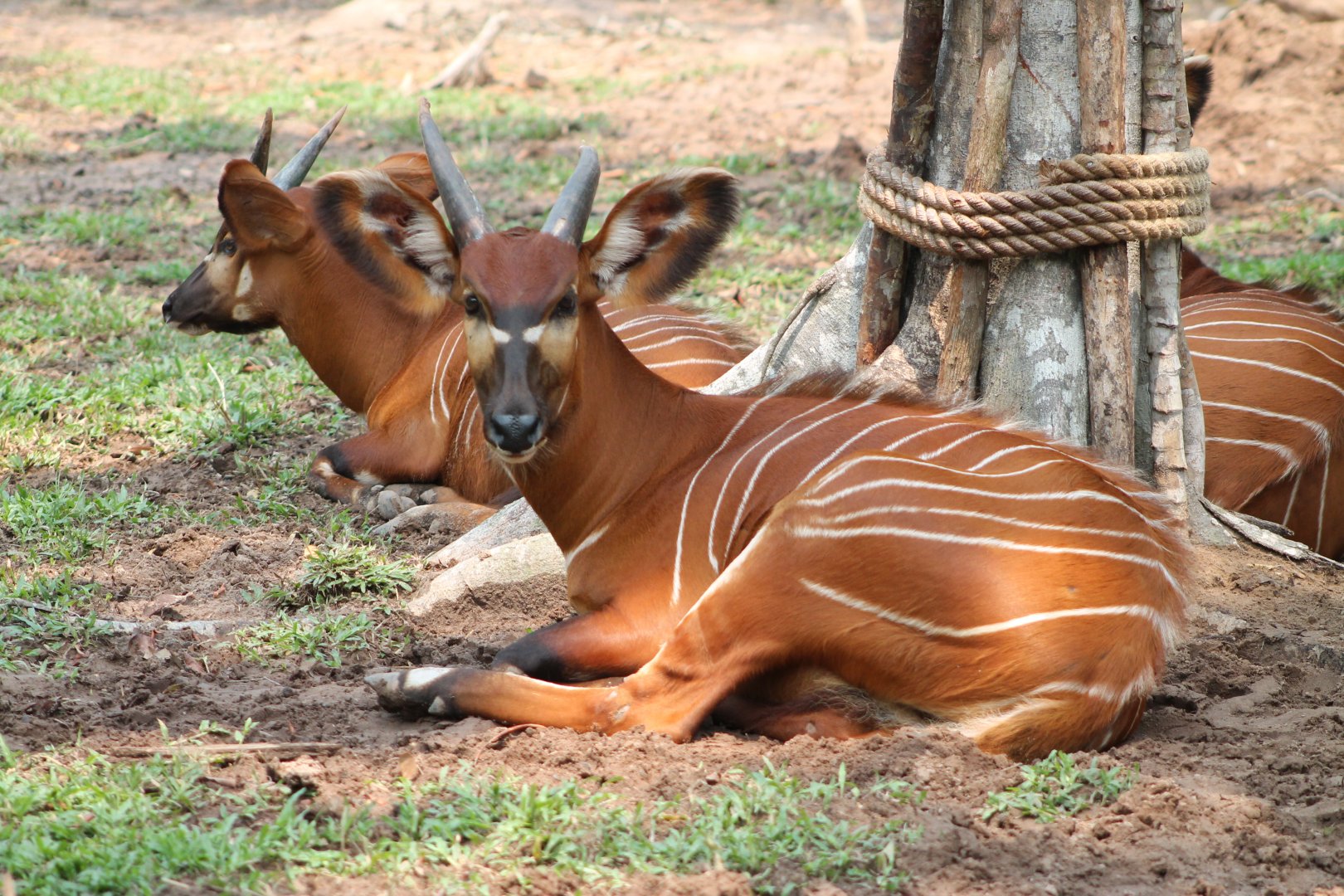 Vinpearl Safari - Bongo