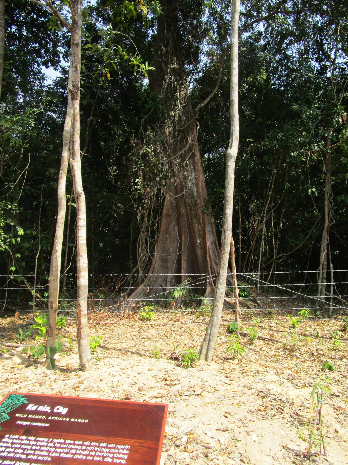 Vinpearl Safari - Botanical Signage