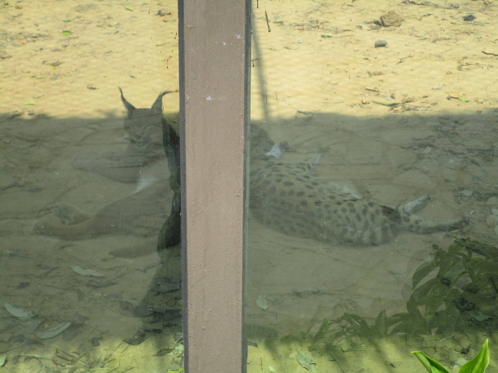 Vinpearl Safari - Caracal and Serval