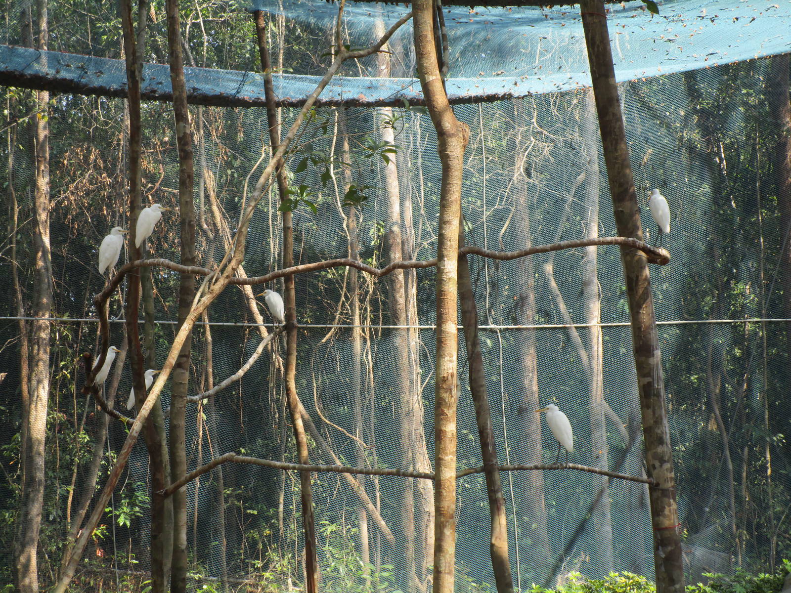 Vinpearl Safari - Cattle Egret