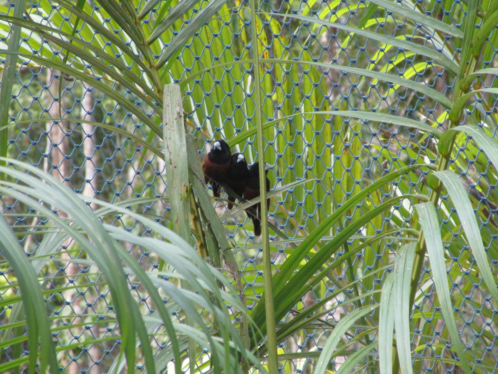 Vinpearl Safari - Chestnut Munias